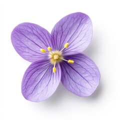 Obraz premium Delicate Purple Flower with Vibrant Petals and Yellow Stamen Isolated on White Background for Nature and Floral Themes