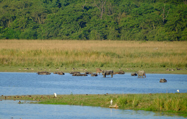 Asian wild buffalo herd in a forest waterbody at Pobitora National Park, Assam, India