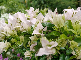 Bougainvillea is a type of flowering plant that is popular in tropical and subtropical regions. This plant is known for its beautiful and colorful flowers.
