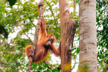Orangutan in the jungle of Borneo, Indonesia.