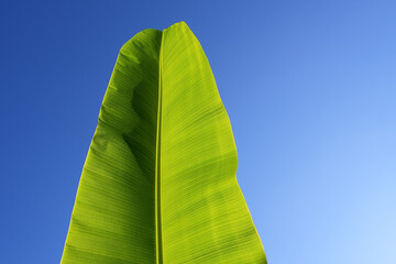Shiny banana leaf on clear blue sky background. Droplets on morning leaef, sign of an end of winter season and a warm welcome of energetic spring time.