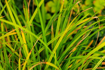 Hänge-Segge (Carex pendula)