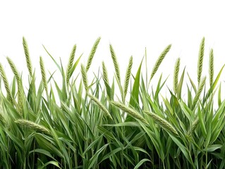 Obraz premium Green wheat field with grain heads, isolated on a white background.