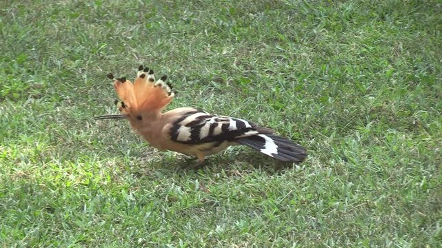 Upupa, uccello con la cresta colorata