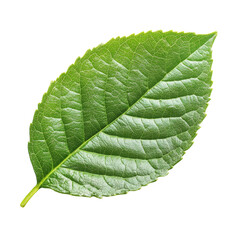 Obraz premium Green Tea Leaf Isolated on White Background for Herbal Medicine on transparent background