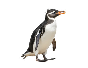 Obraz premium Isolated Adorable Little Penguin in Profile View