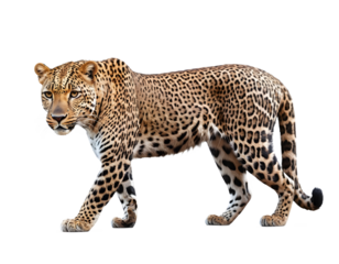 Full shot of a leopard walking, isolated on transparent background.
