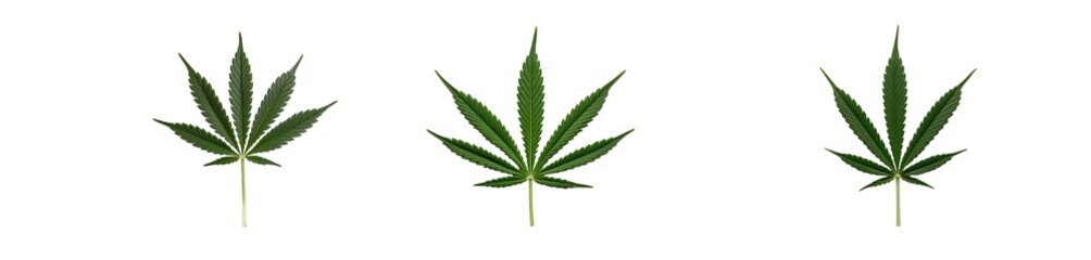 marijuana cannabis (png)