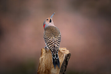 northern flicker on stump