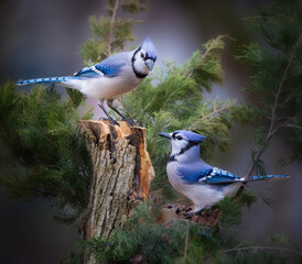 two blue jays in cedar tree