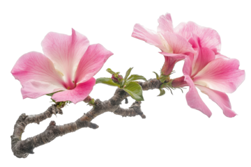 Rare Desert Rose in Natural Light isolated on transparent background