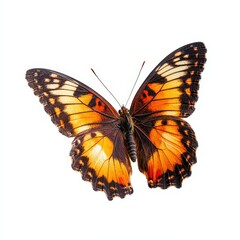 Close-Up of an Orange and Black Butterfly with Detailed Wing Patterns Isolated on a White Background 