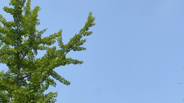 Spring tree in may with copy space