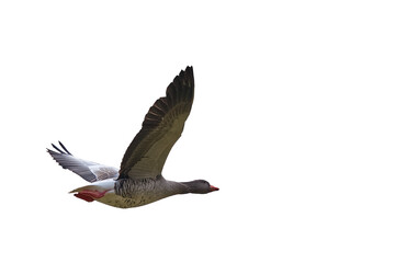 Goose flying open wings isolated png transparent