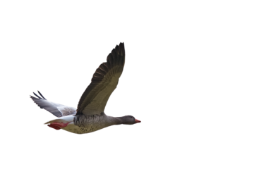 Goose flying open wings isolated png transparent