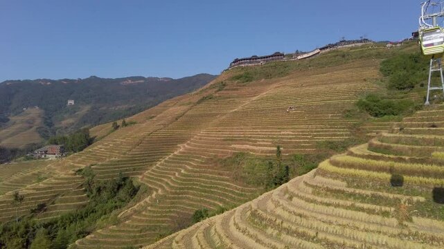 Landscape of Long Ji Rice Terrace (Dragon Bone Terrace) in autumn season with farmers havesting in the fields