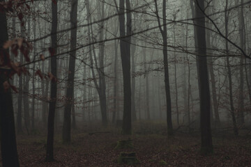 Moody Woodland