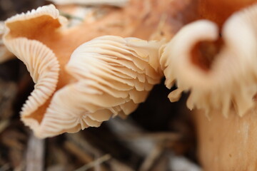 Macro closeup of wild mushrooms