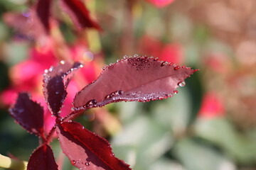 Red leaves with water droplets