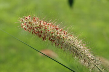 Closeup of a bristle grass foxtail