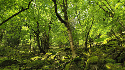 Sentier des Roches dans les Vosges massif du Hohneck - France 