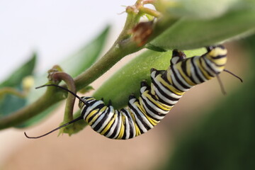 A monarch caterpillar enjoying milkweed