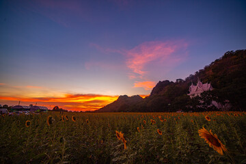 A panoramic view of dramatic mountain peaks silhouetted against a vibrant sunset sky, with fiery hues of red, orange, and pink blending into the fading blue. sunflowers fields around the mountains..