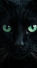 Close up of face of a Cat Kitten Feline, Pet Animal, Zoom In, Zoomed Portrait