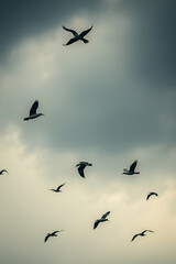 Fototapeta premium birds in the sky