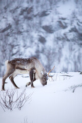 Wild Reindeer at Troms&oslash; in Norway
