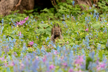 北海道　エゾリス　リス　げっ歯類　哺乳類　エゾリー　花　エゾサンゴク　カタクリ　栗鼠	
