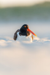 portrait for an american oystercatcher