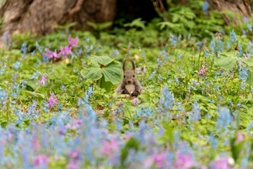 北海道　エゾリス　リス　げっ歯類　哺乳類　エゾリー　花　エゾサンゴク　カタクリ　栗鼠	
