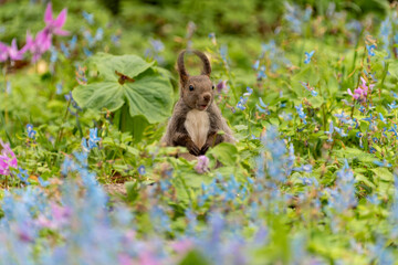 北海道　エゾリス　リス　げっ歯類　哺乳類　エゾリー　花　エゾサンゴク　カタクリ　栗鼠	
