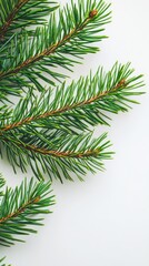Fototapeta premium Close-up of Fresh Evergreen Branches: A Nature's Embrace