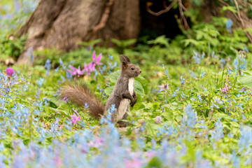 北海道　エゾリス　リス　げっ歯類　哺乳類　エゾリー　花　エゾサンゴク　カタクリ　栗鼠	
