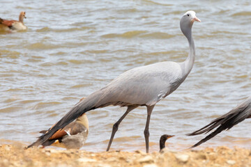 Obraz premium Vulnerable Blue Crane / Stanley Crane / Paradise Crane (Anthropoides paradiseus) walking at farm dam with Egyptian Geese, Overberg, Western Cape, South Africa