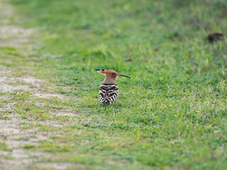 Hoopoe in green grass looking for food