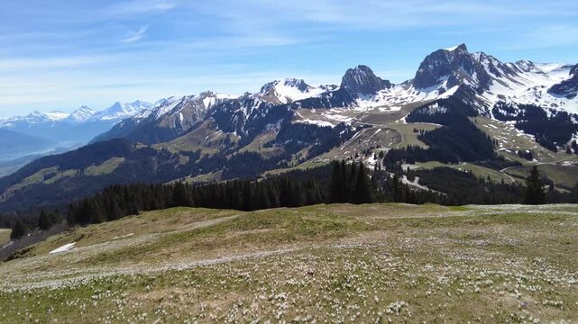 Wild crocus flowers on the alps pass Gurnigel with snow mountain peaks Gantrisch and Nueenen in early spring