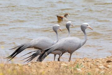 Trio of Vulnerable Blue Cranes / Stanley Crane / Paradise Crane (Anthropoides paradiseus) beside farm dam Overberg, South Africa