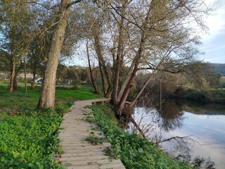 the river in the forest