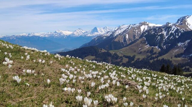 Wild crocus flowers on the alps pass Gurnigel with snow mountain peaks Gantrisch and Nueenen in early spring
