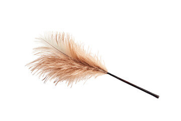 Elegant Feather Duster Close-Up