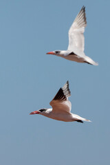 Caspian Tern (Hydroprogne caspia) in flight, Kliphoek Salt Pan, Velddrif, Berg River Estuary, West Coast, South Africa 