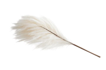 Traditional Feather Duster Isolated