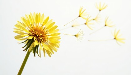 Close-up of dandelion seed dispersal, seeds flying, white backdrop , texture, airborne, detail