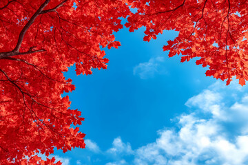 Vibrant Red Autumn Leaves and Sky Background