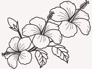Illustrate hibiscus flowers with simple, rounded petals and no extra details.
