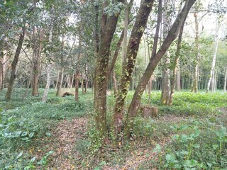 trees in the woods