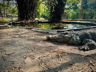 Obraz premium alligator in the everglades